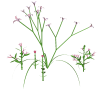 [Variety of Flowering Plants]