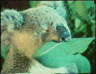 koala1tn.gif