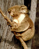 koala2.jpg