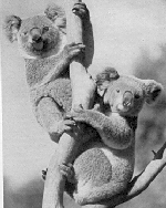 koalas2.jpg