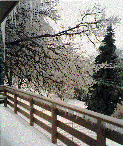 [Ice Storm at Forest Lake]